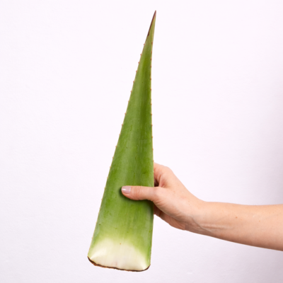 Aloe Vera Frischblatt