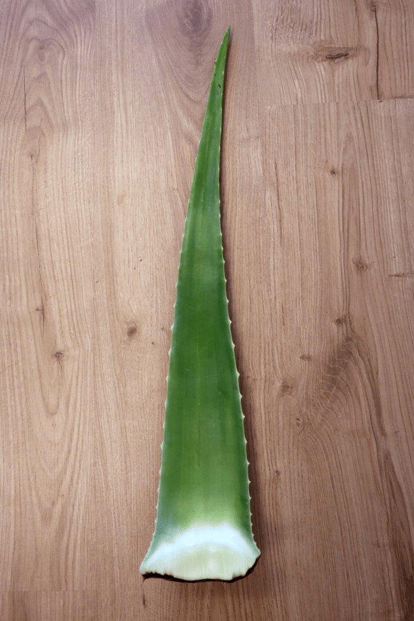 Aloe Barbardensis Miller Marika Sokol Esterházygasse 11A Wien Österreich