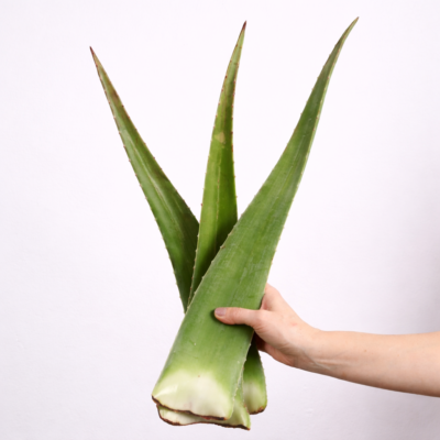 Aloe Vera Frischblätter 5KG
