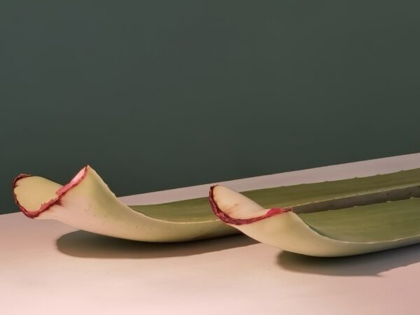 3 Aloe Frischblätter - Image 7
