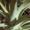 Aloe Barbardensis Miller Marika Sokol Esterházygasse 11A Wien Österreich
