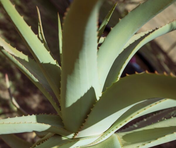 Aloe Barbardensis Miller Marika Sokol Esterházygasse 11A Wien Österreich