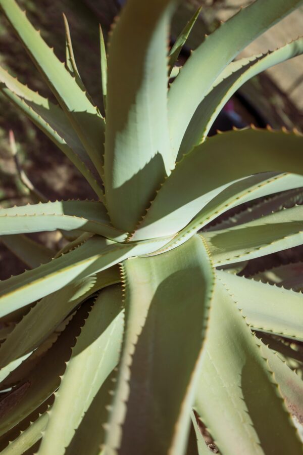 Aloe Barbardensis Miller Marika Sokol Esterházygasse 11A Wien Österreich