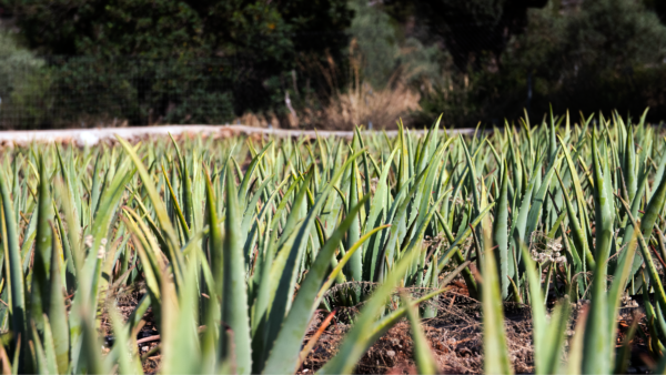 Aloe Vera Barbadensis Miller Organic Peleponnes Wien Österreich kaufen