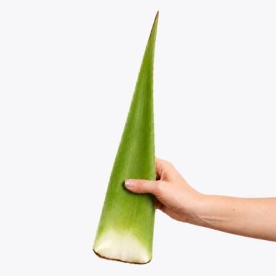 Aloe Vera Frischblatt