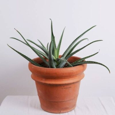 Aloe Vera Pflanze