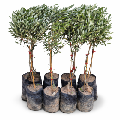 Koroneiki Olivenbaum