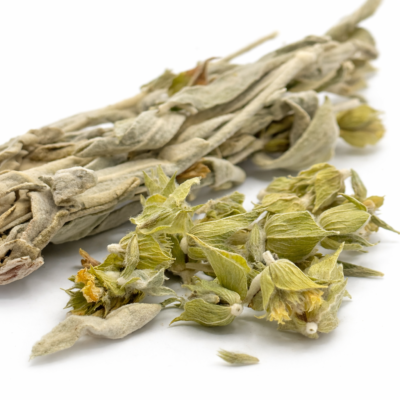 Zitrose - Cistus Incanus