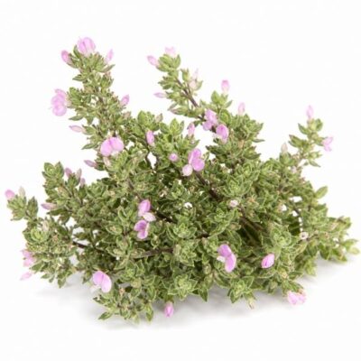 Zitrose - Cistus Incanus